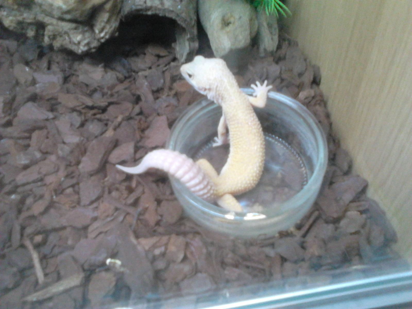 this is the little gecko who has inspired my armys colour scheme