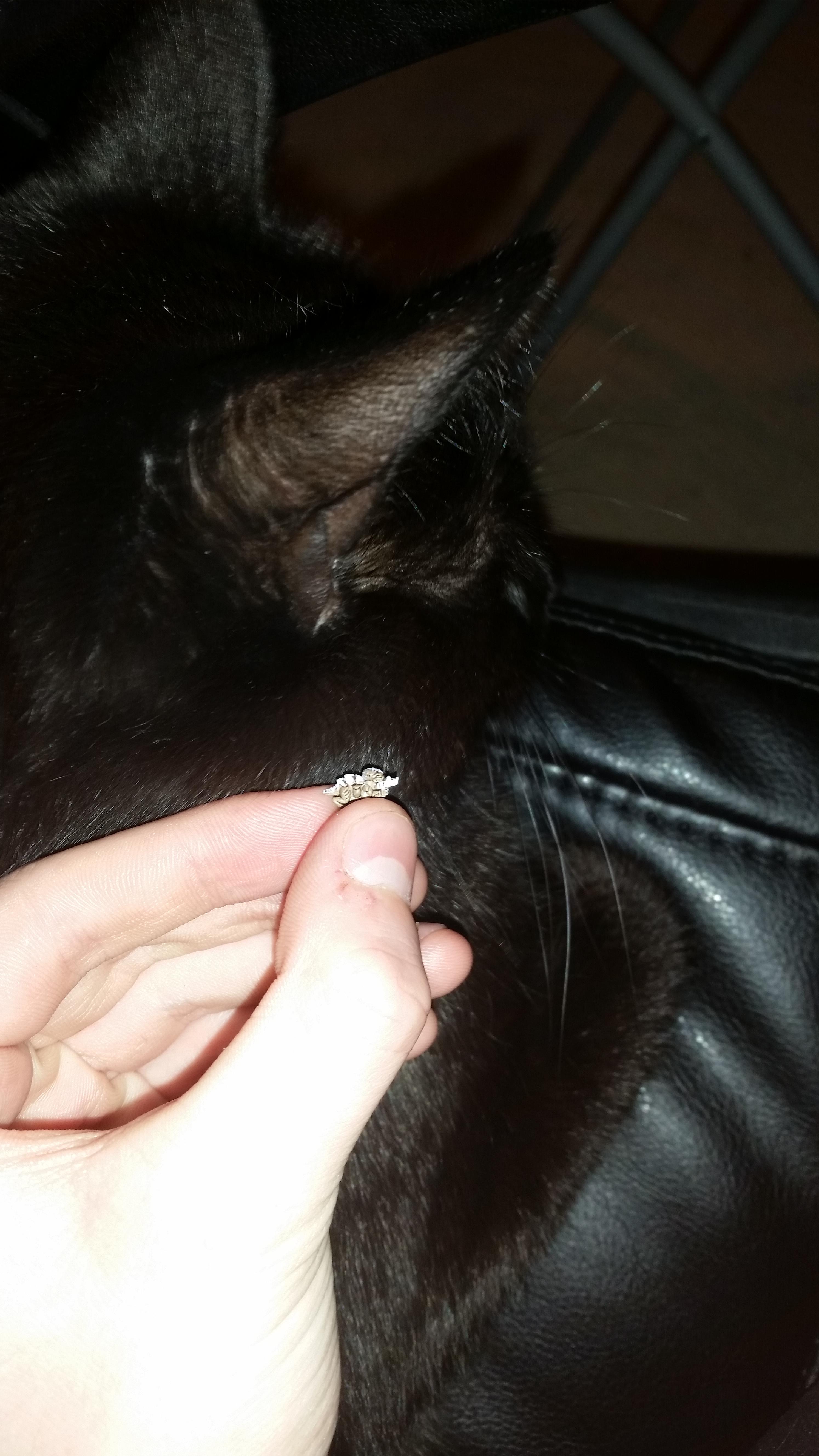 Epic - Cat size comparison