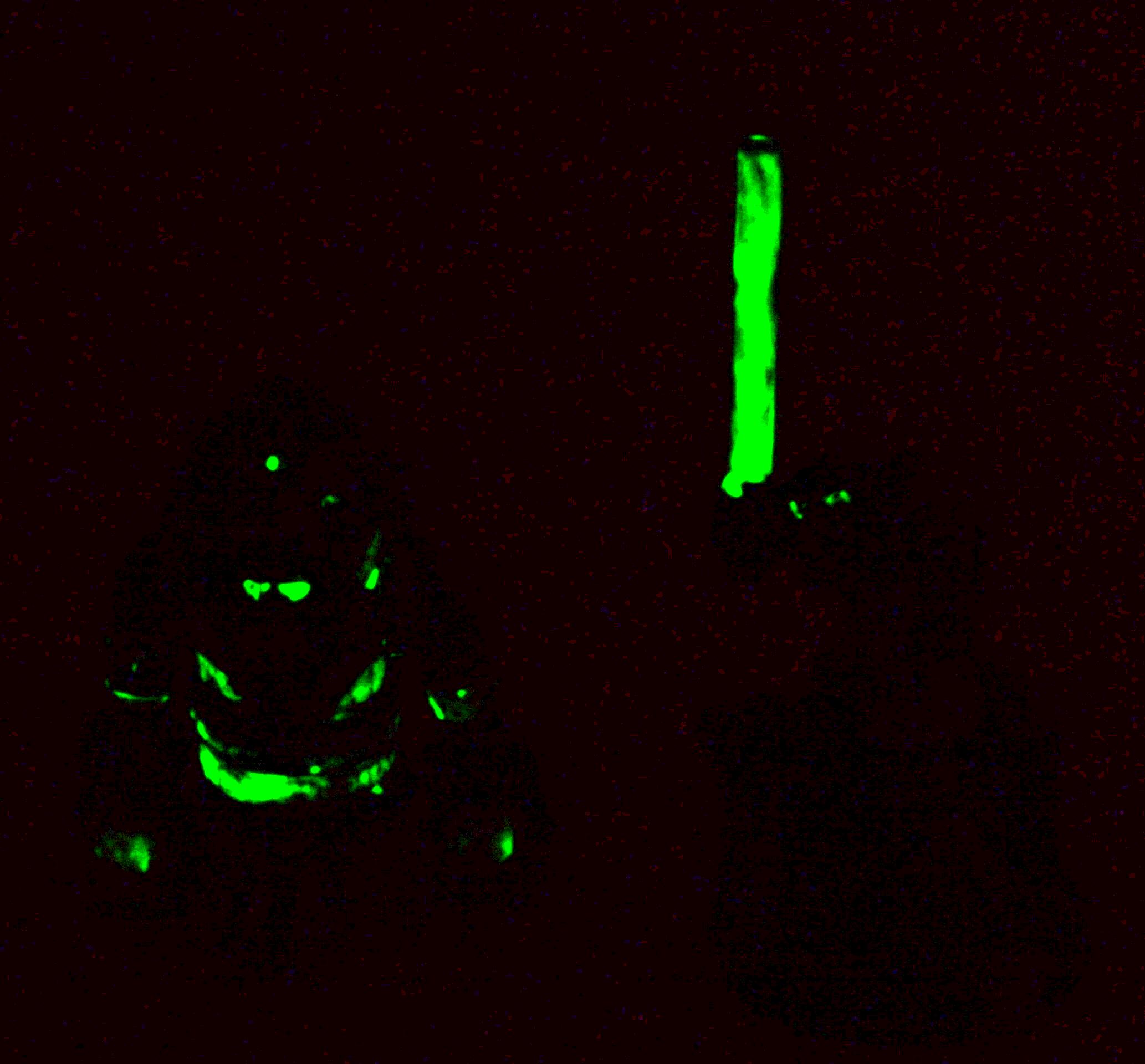 R2d2, Star Wars, Yoda