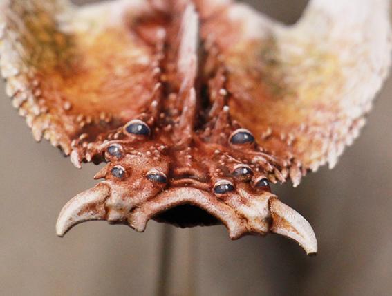 Too close to Screamer