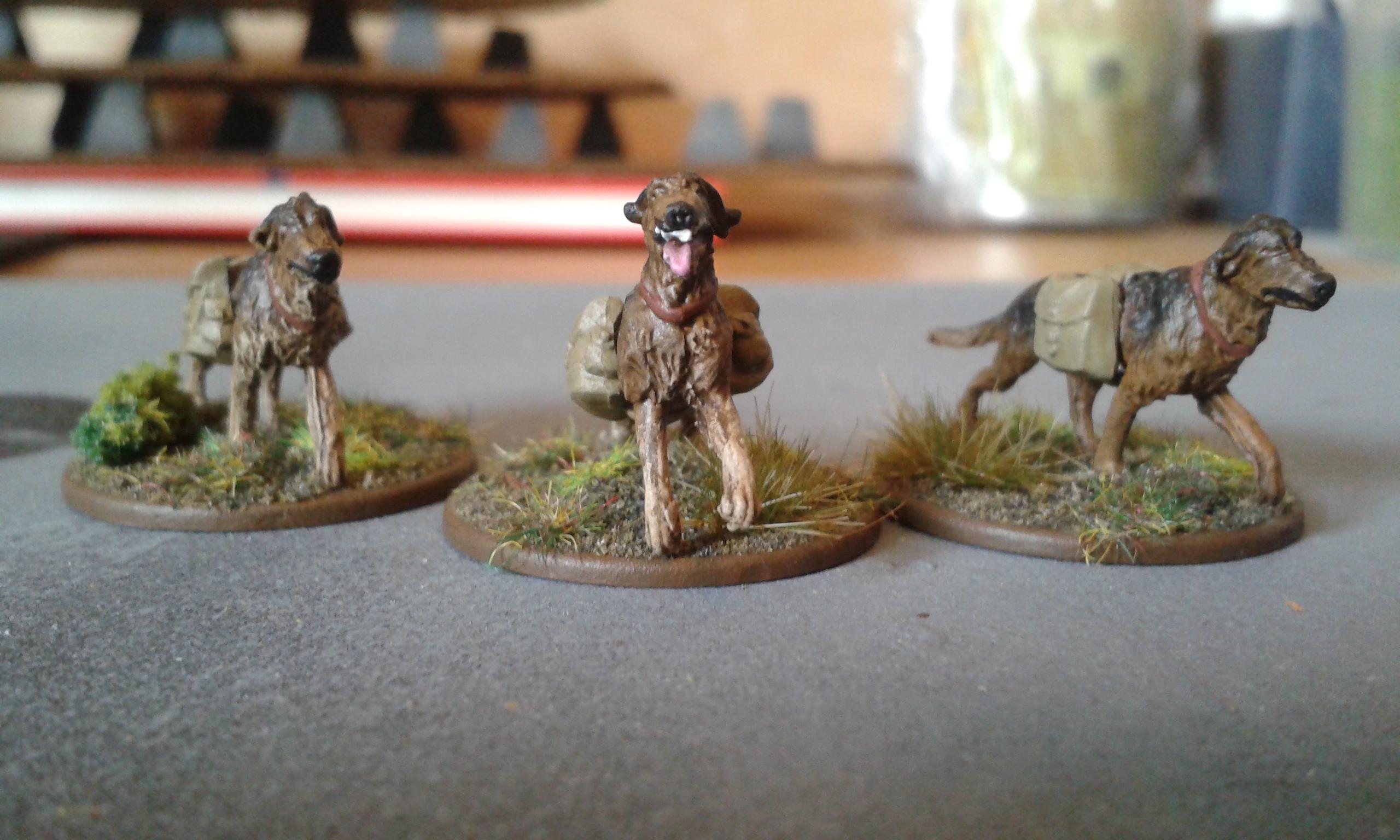 World War 2, Soviet Anti Tank Dogs_2