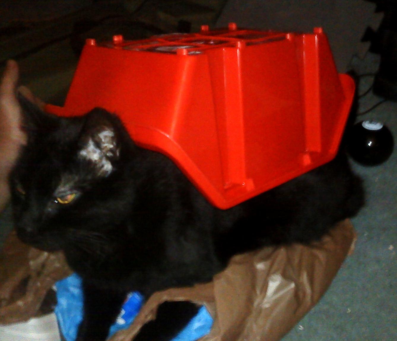 Cat, Orks, Squiggoth