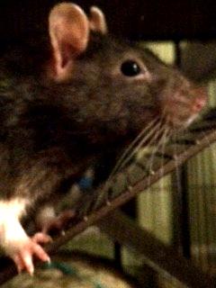 Real Skaven