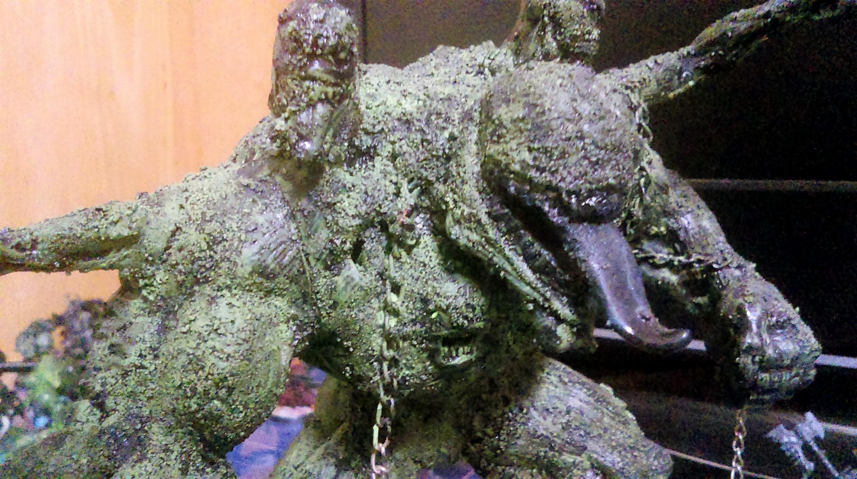 Close Up Scabeiathrax