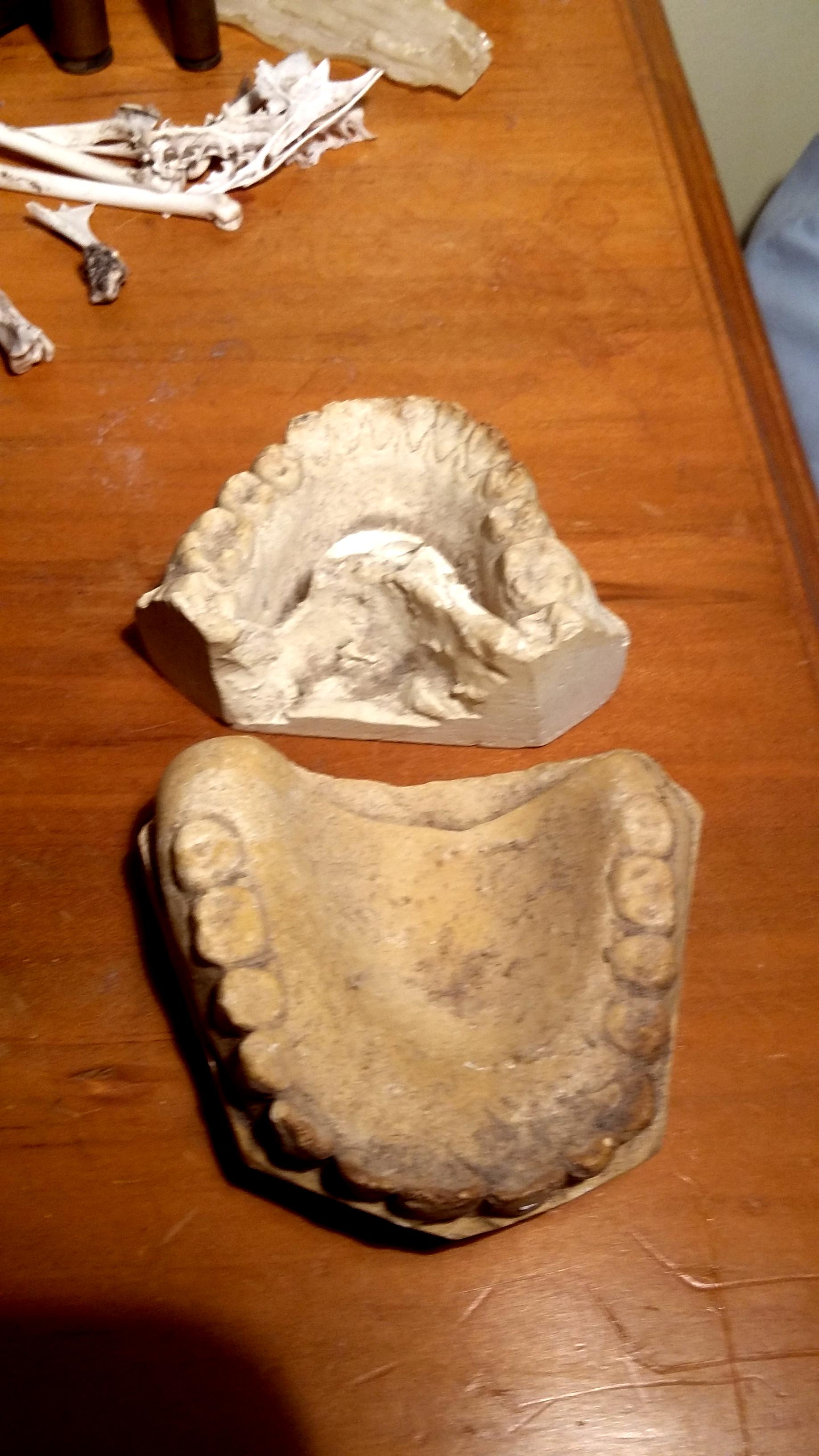 teeth