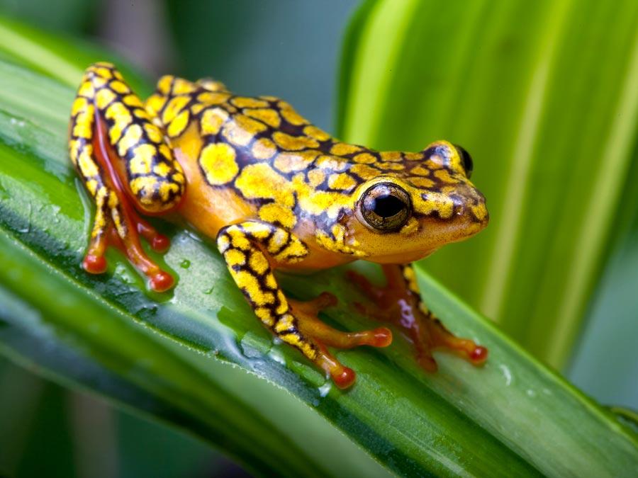 yellow frog
