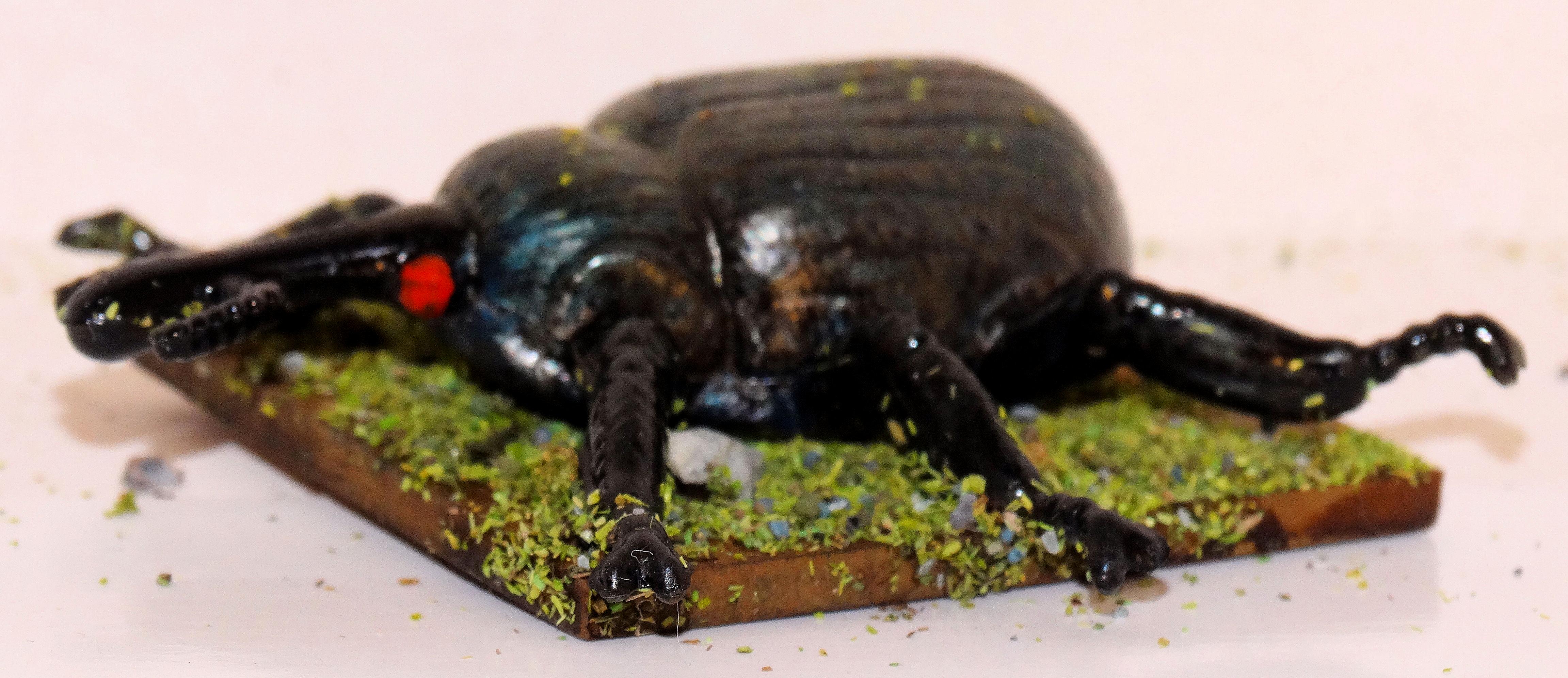 Beetle