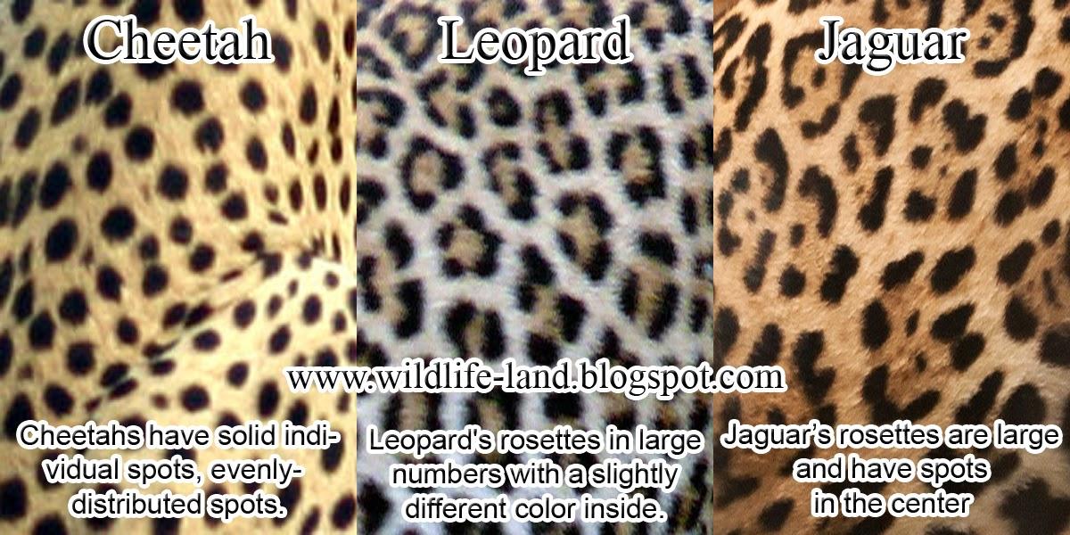 Cat, Coat, Wild Cat Coat Differences