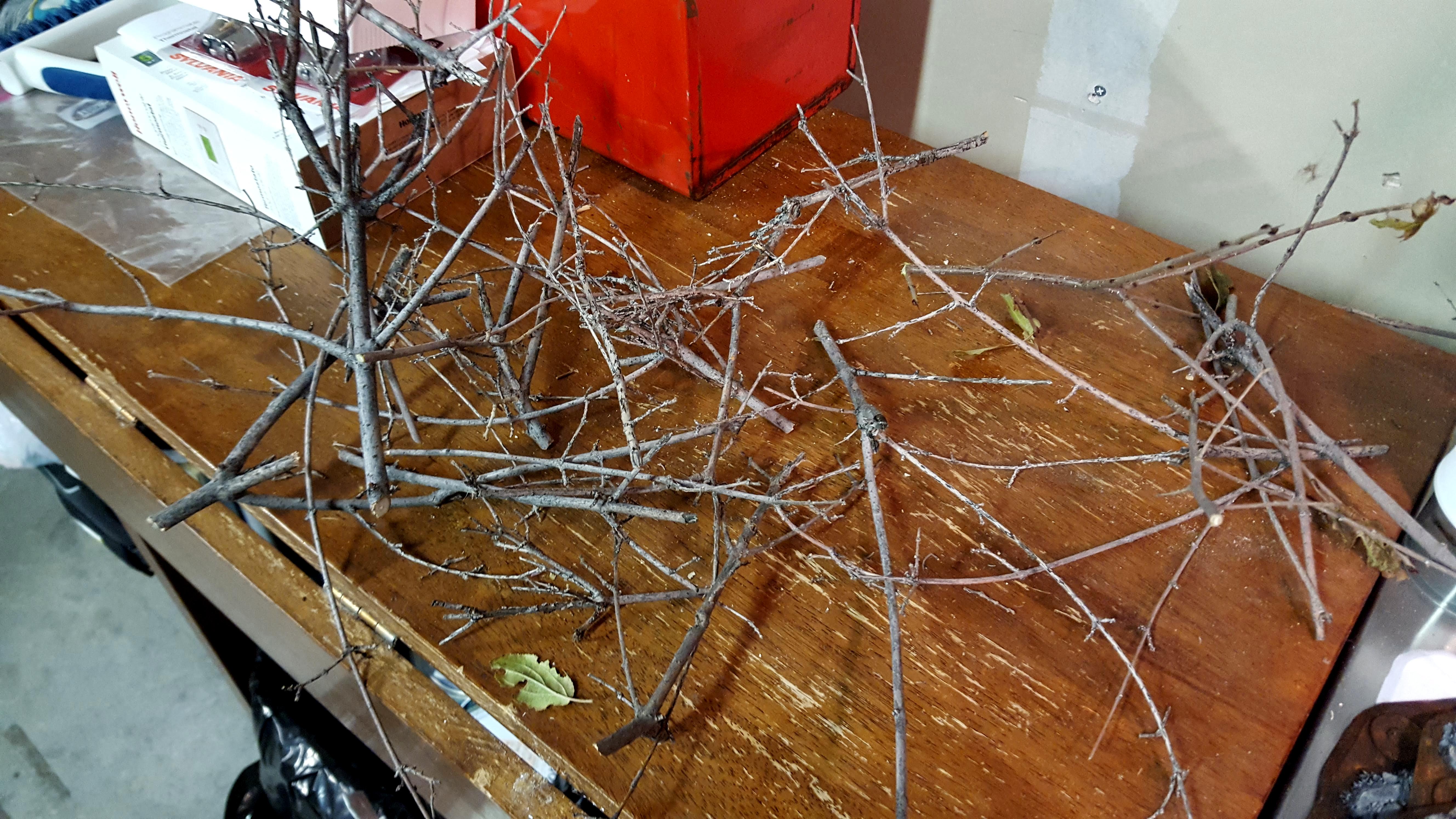 Hacked a bunch of twigs from a dead bush in my yard..