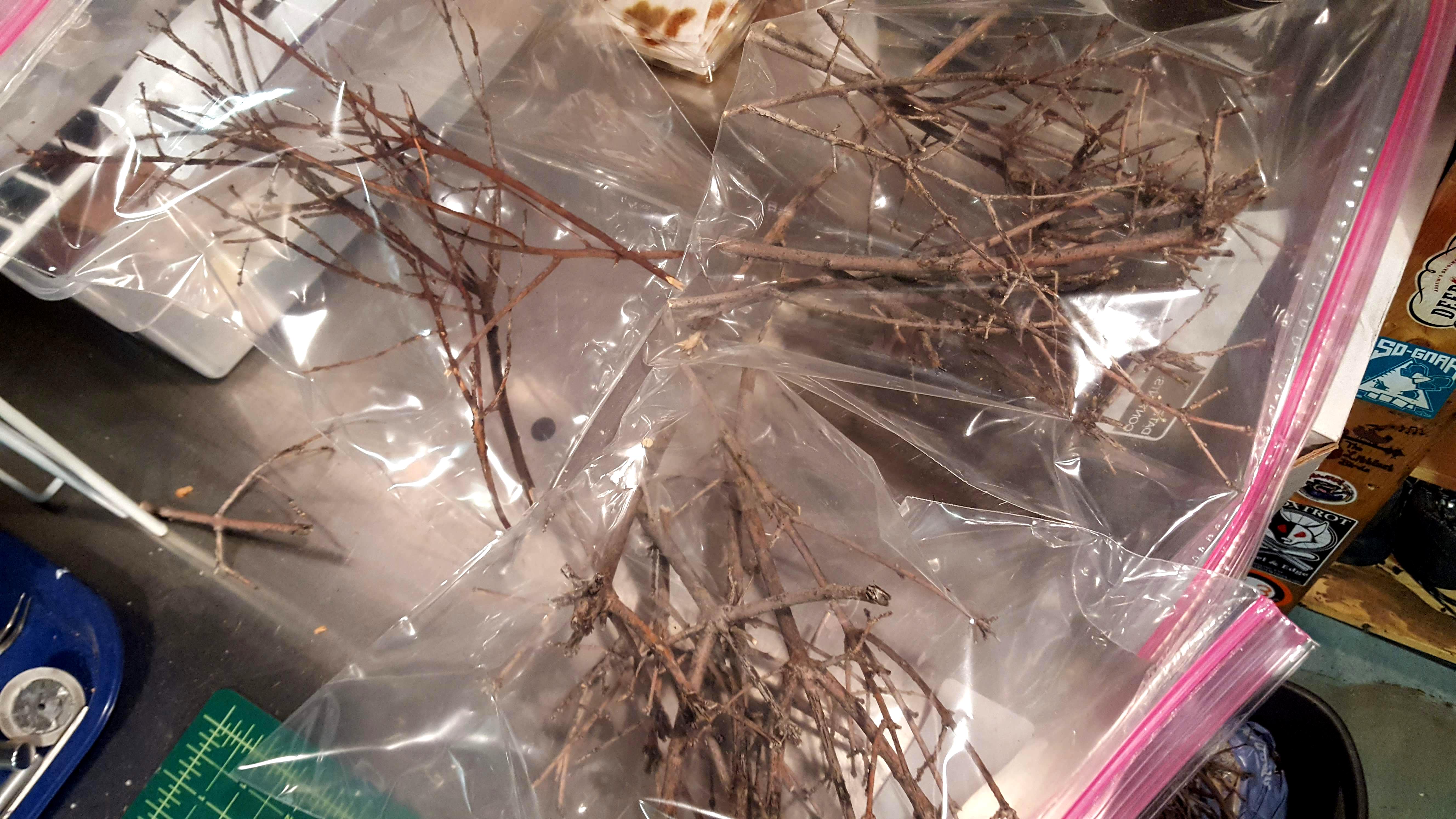 Twigs trimmed and bagged for an application of wood hardener