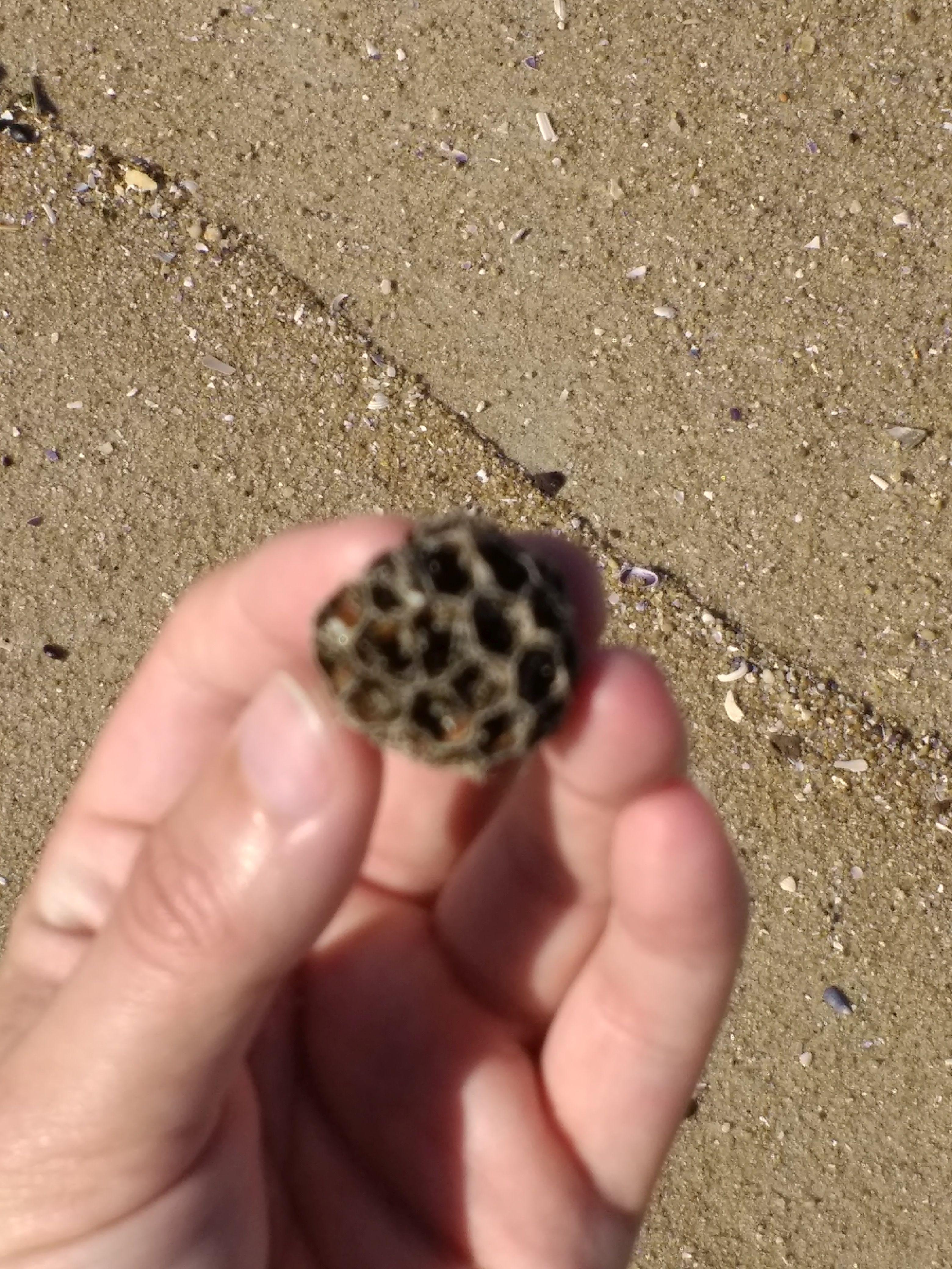 Sweet Gum Pod - Sweet Gum Pod - Gallery - Dakkadakka