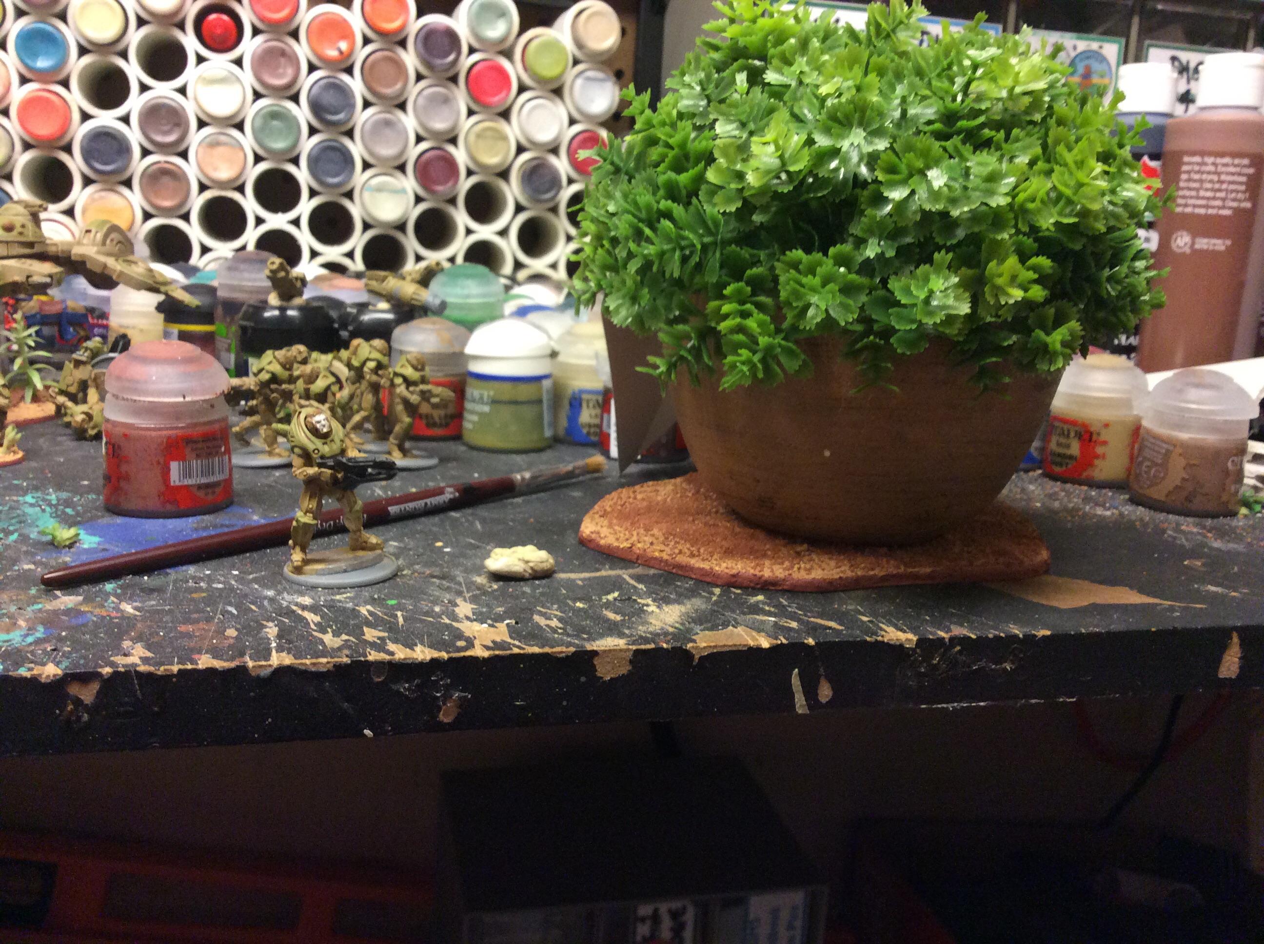 Lichen