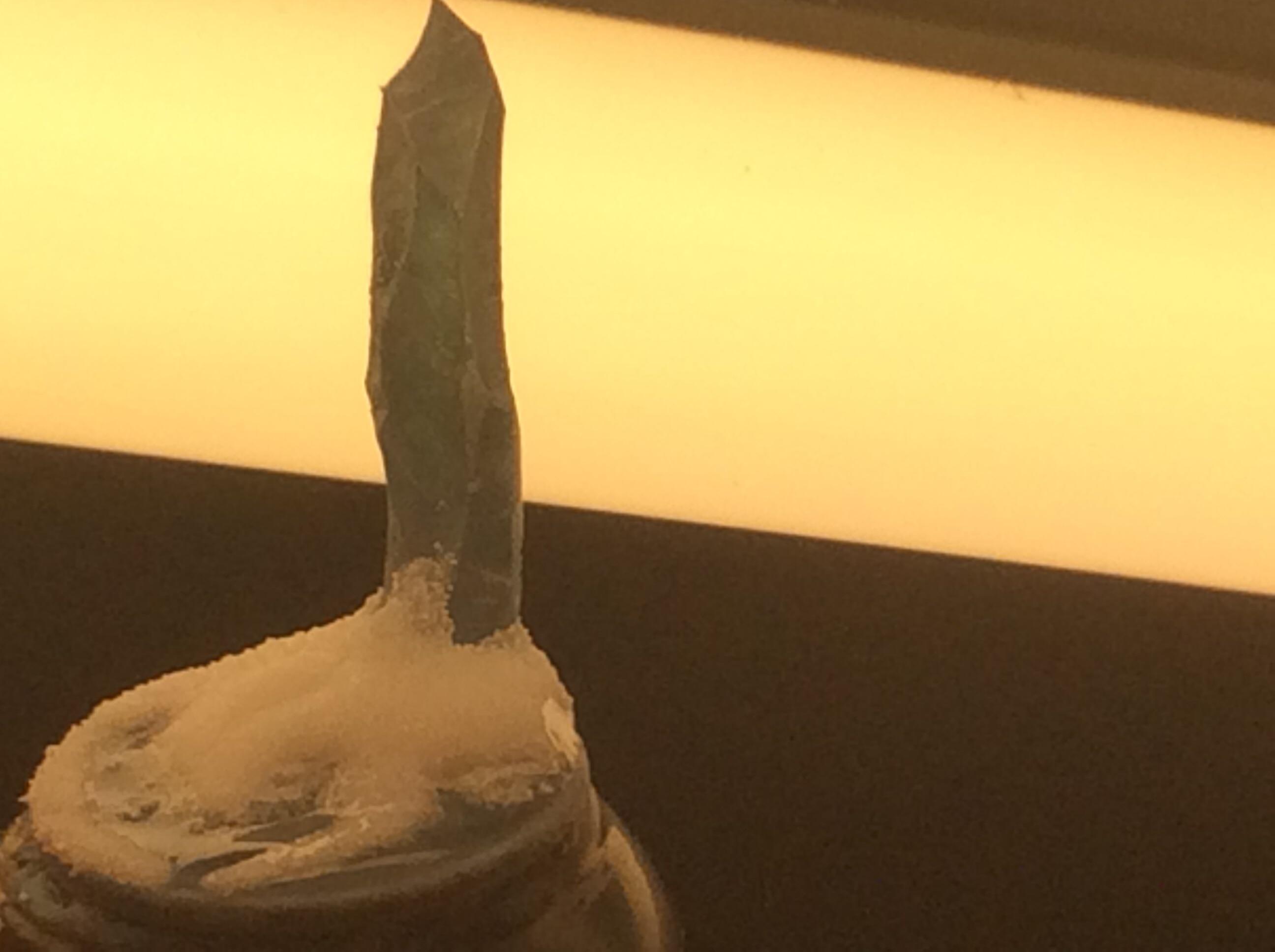 Trans ice