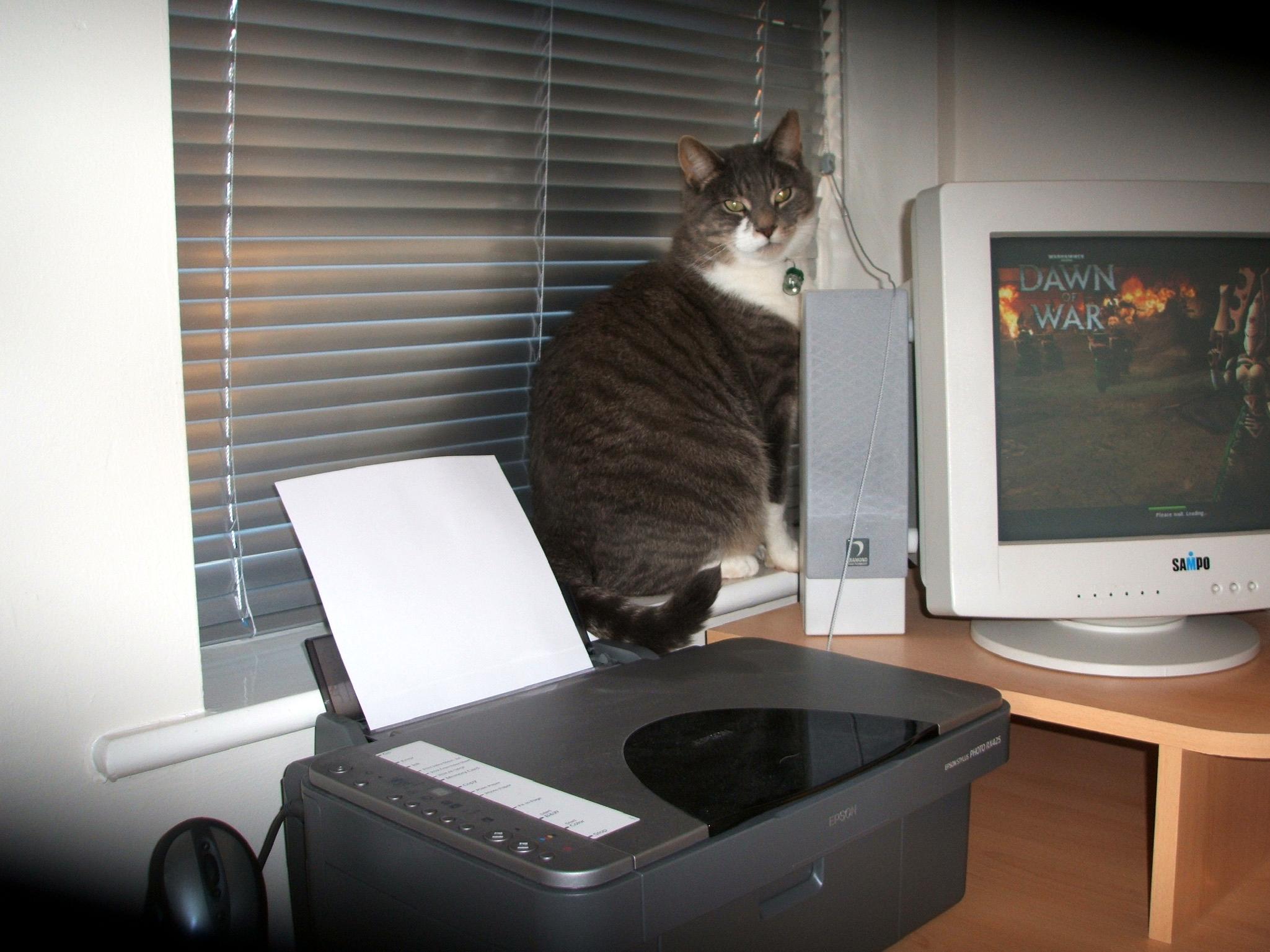 Cat, Dawn Of War, Warhammer 40,000