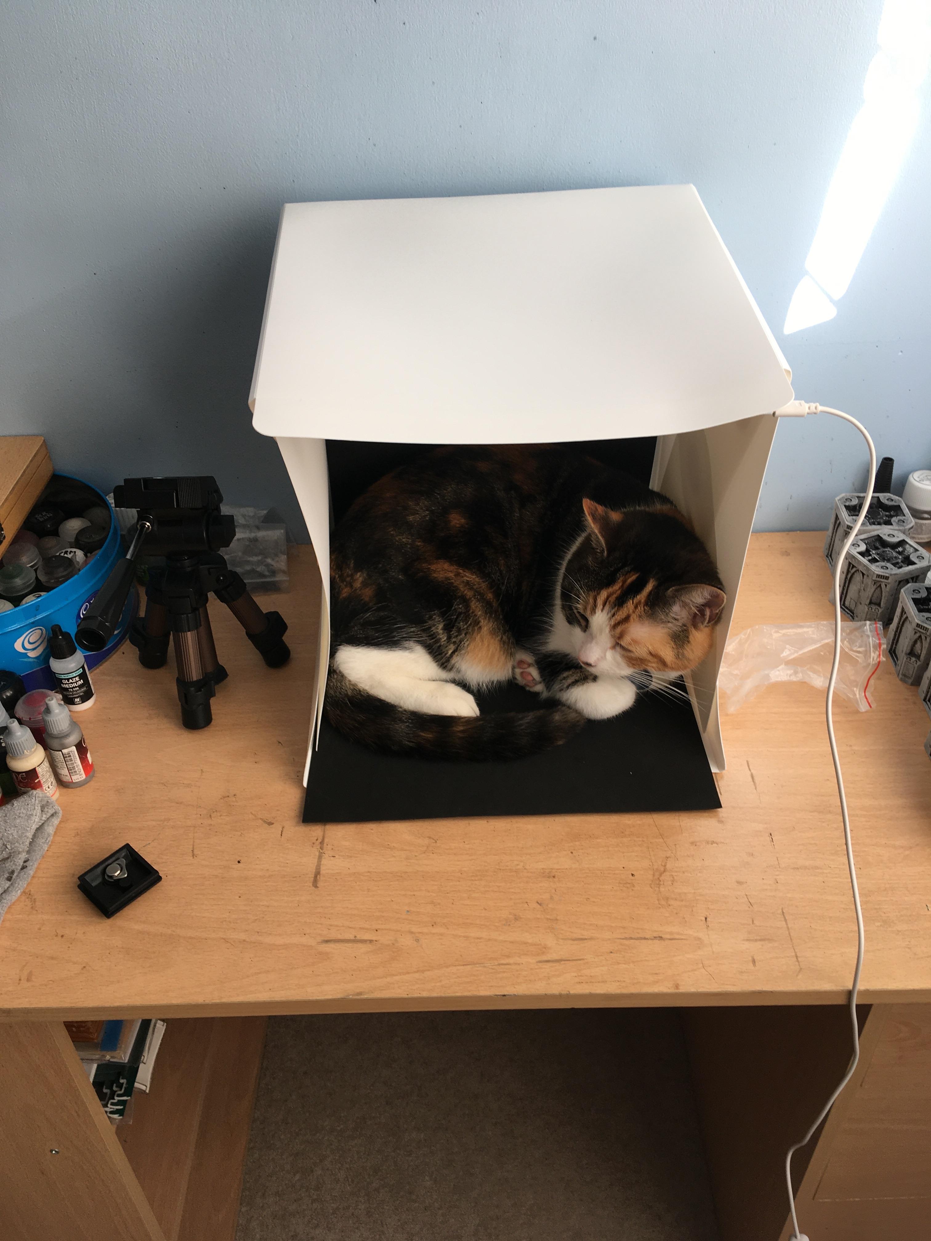 Facepalm, Kitten!, Light Box, Pets, Photo Setup