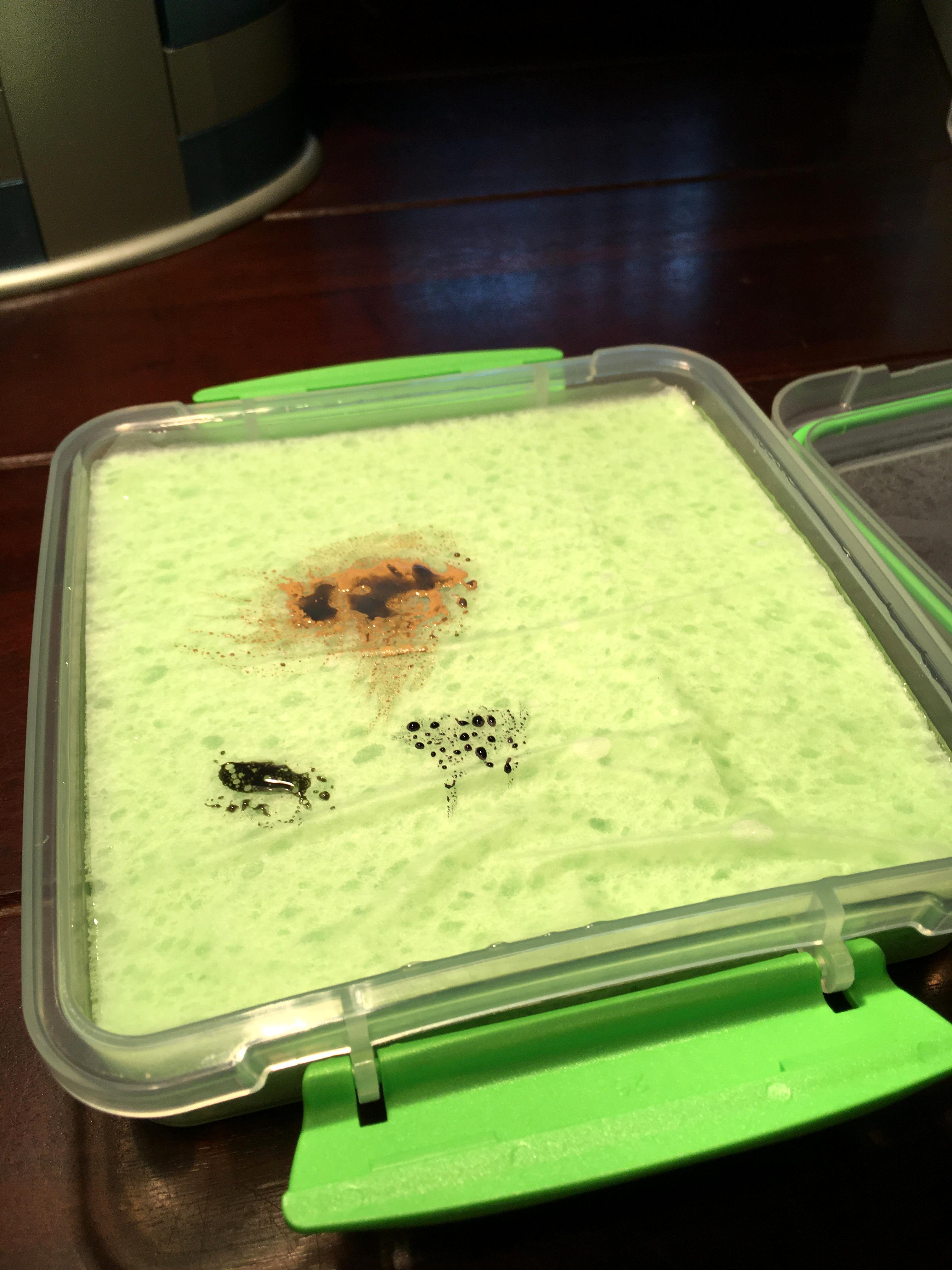 Wet Palette, Wet Palette (1 week, separated)