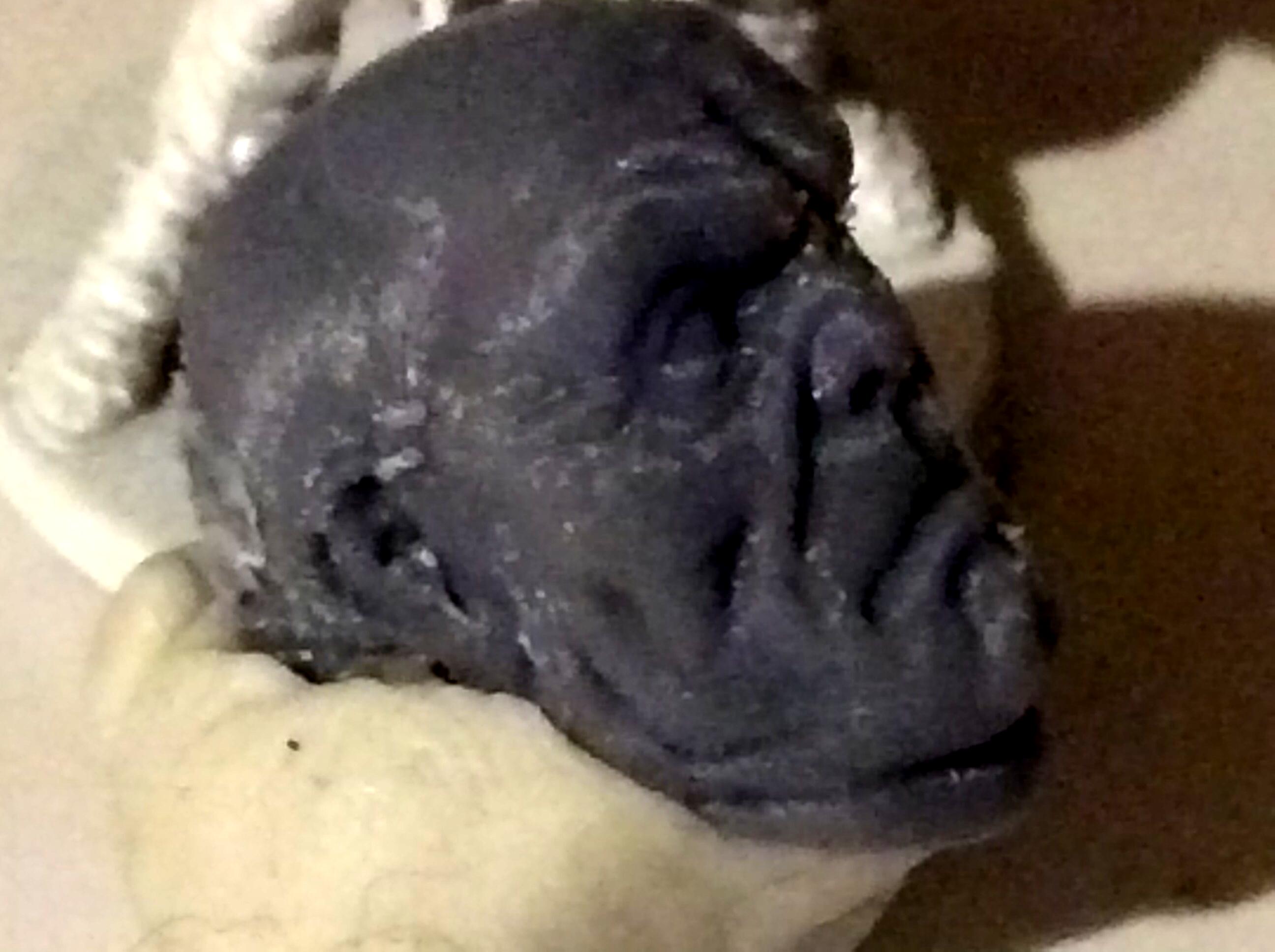 Giant head