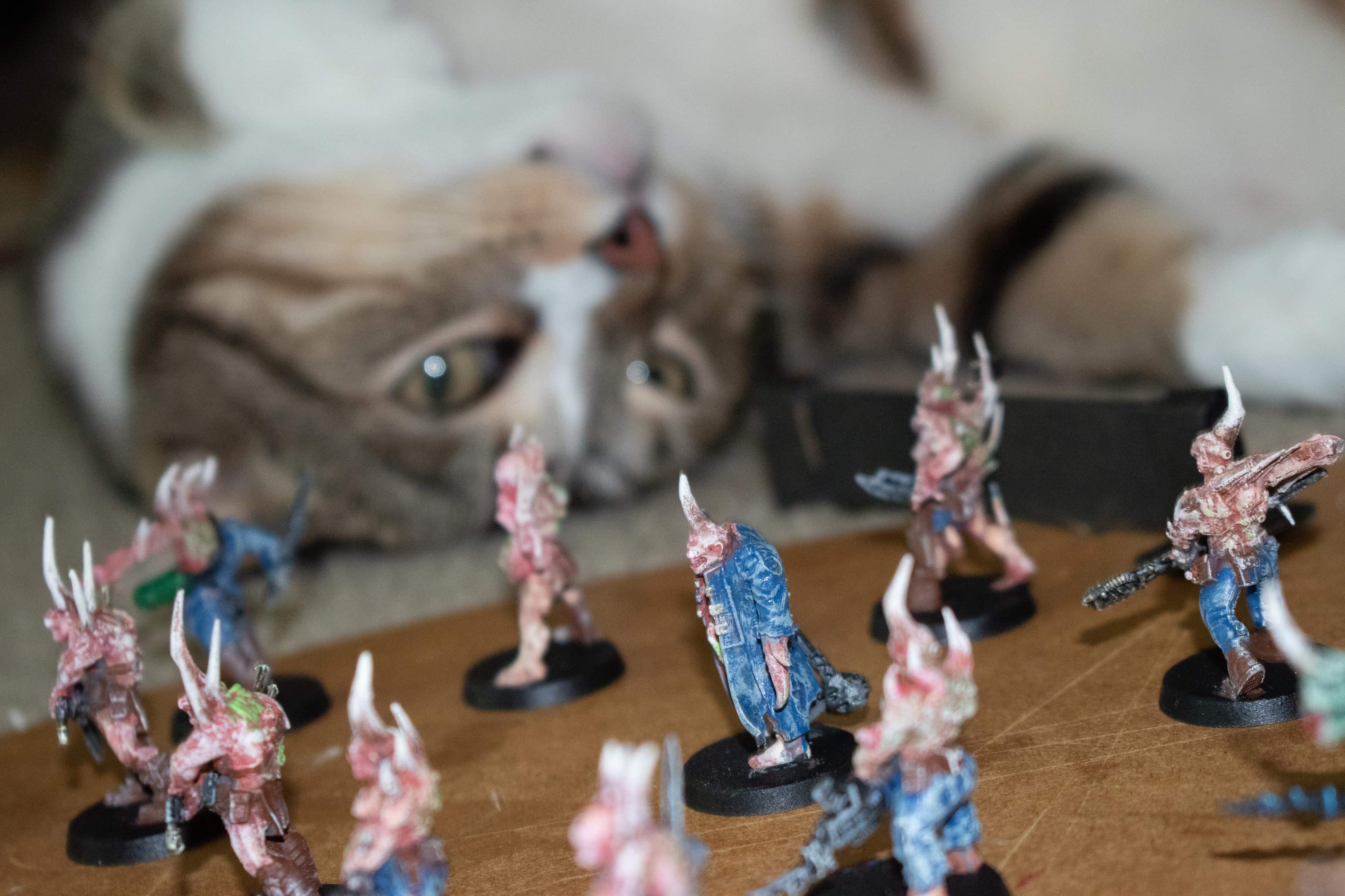 Cat vs Poxwalkers