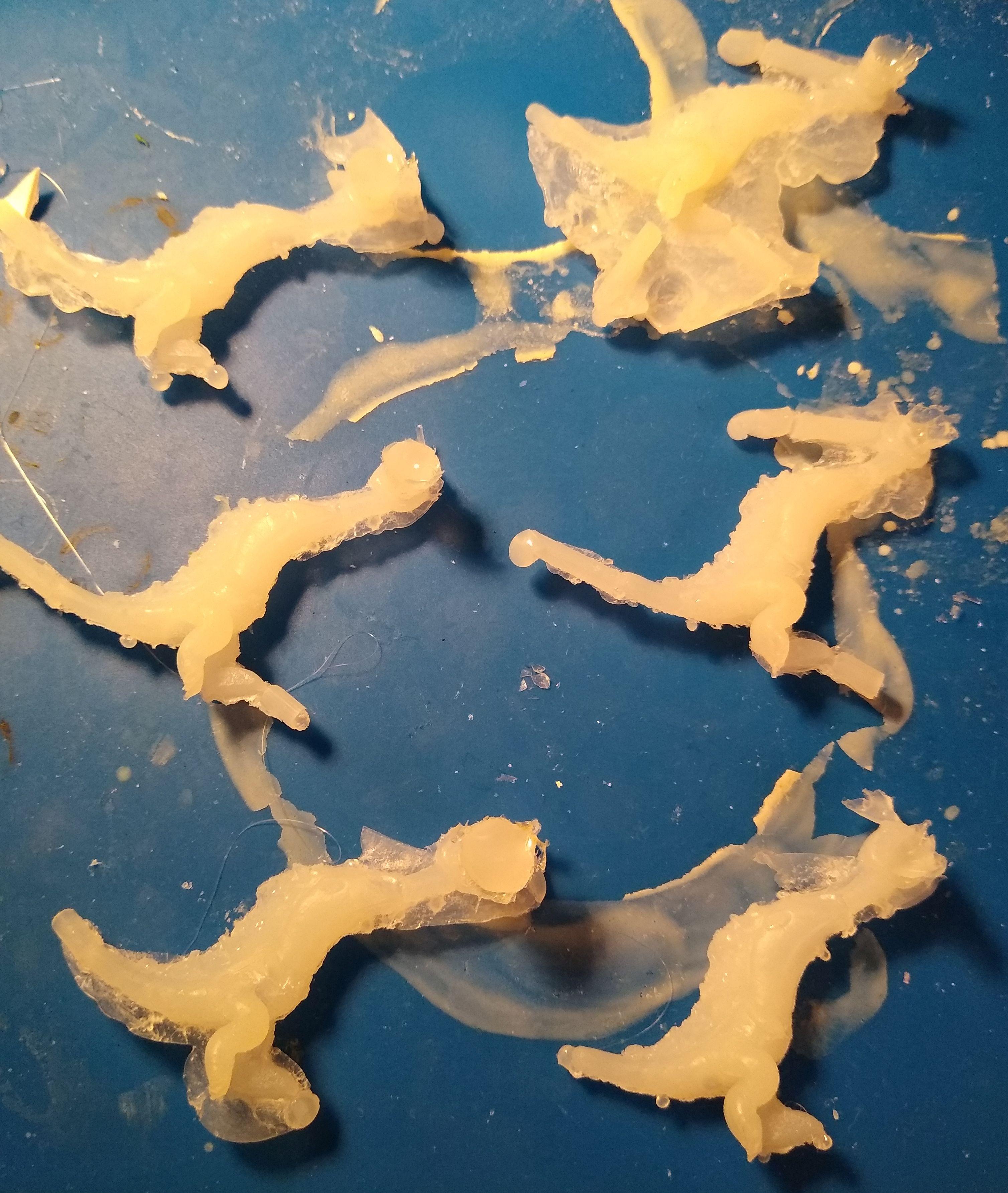 casts
