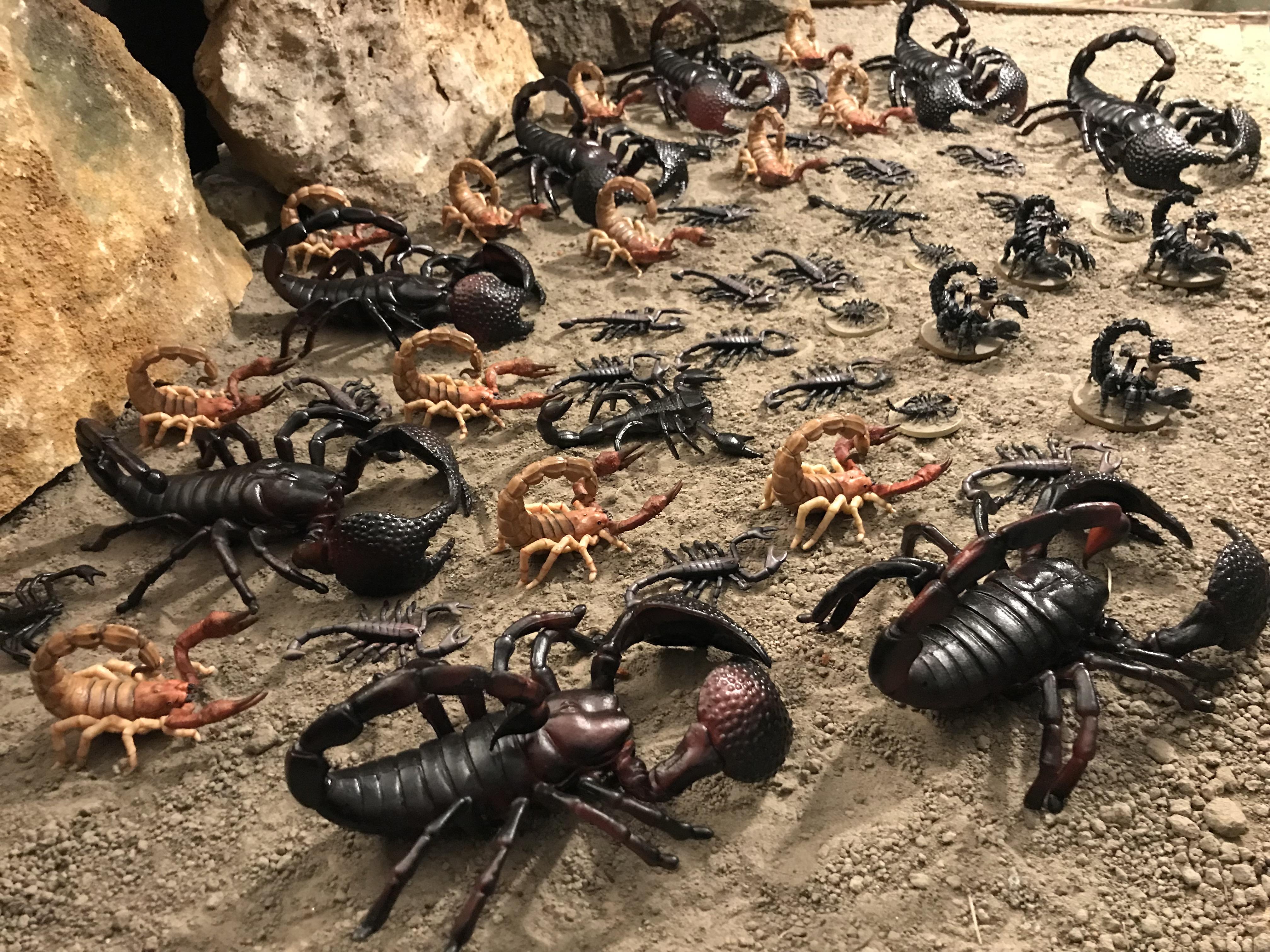 Discover The Hidden Name For A Group Of Scorpions! - o8rb7i8