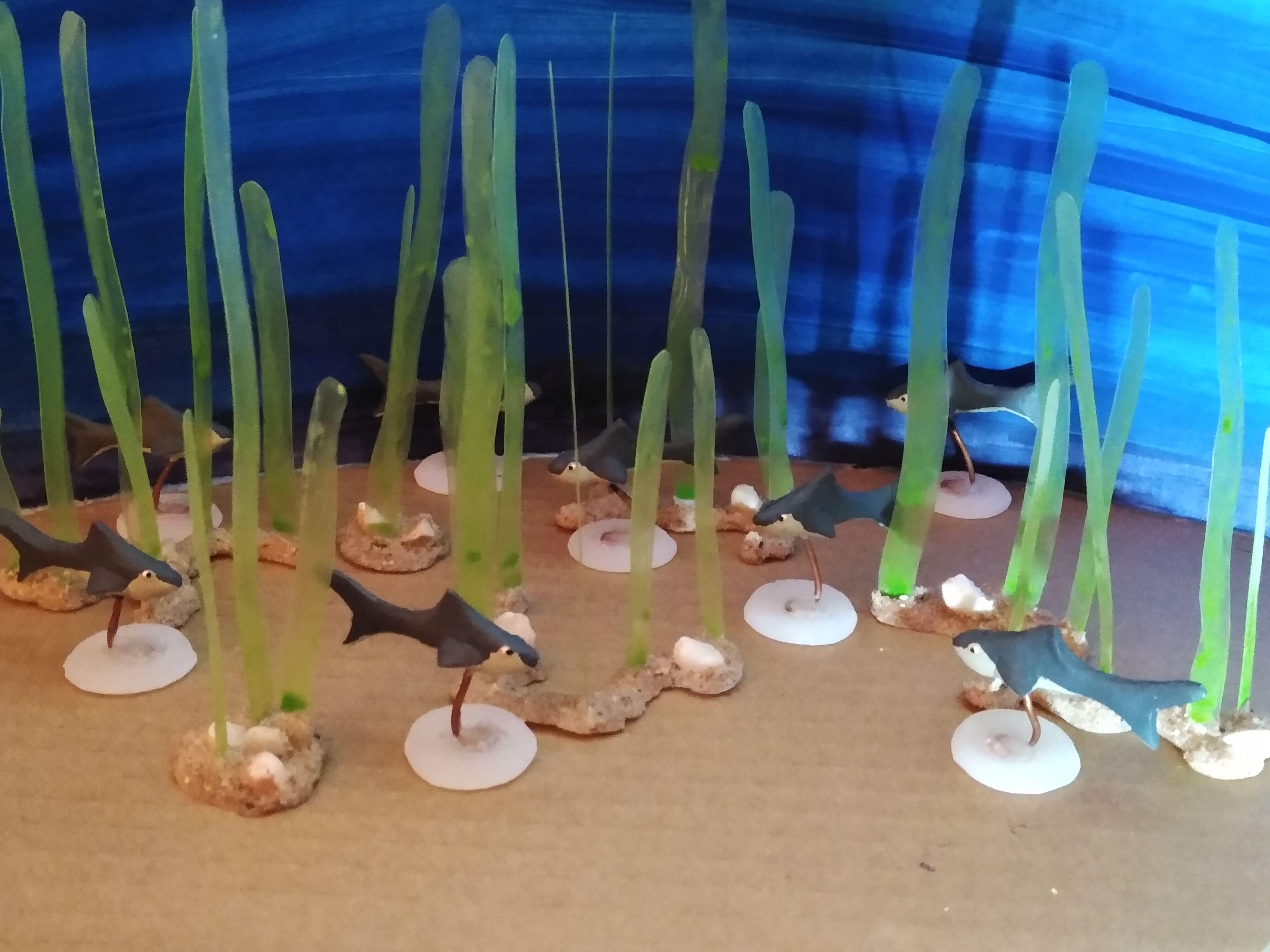 reef sharks