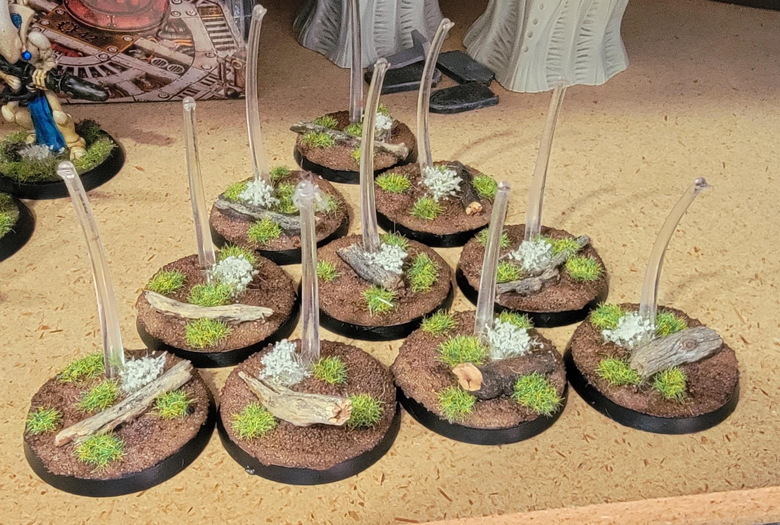 Pteraxii bases