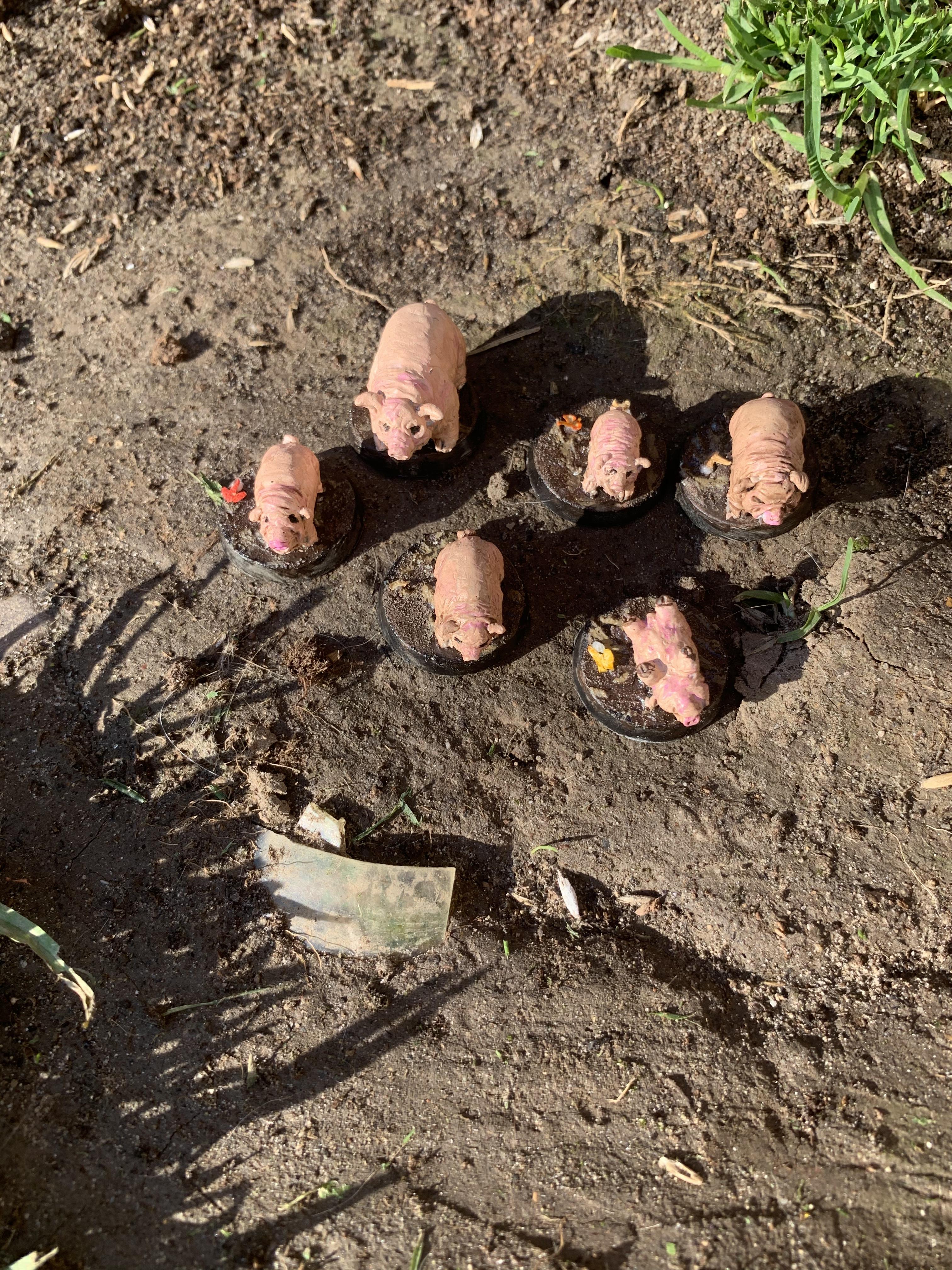 Pigs