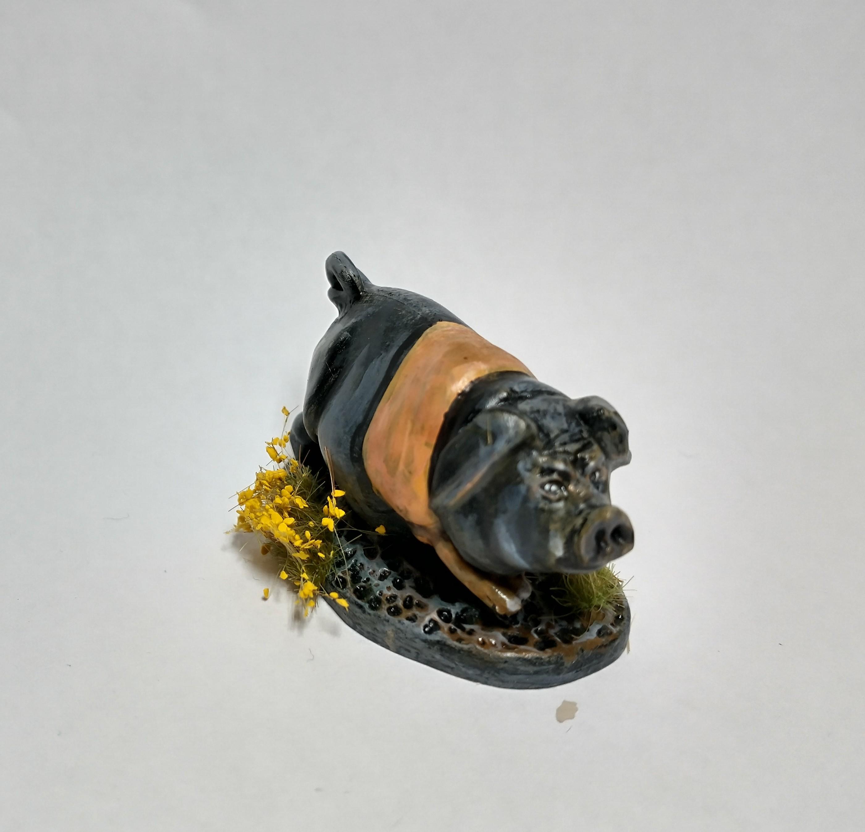 Saddleback pig