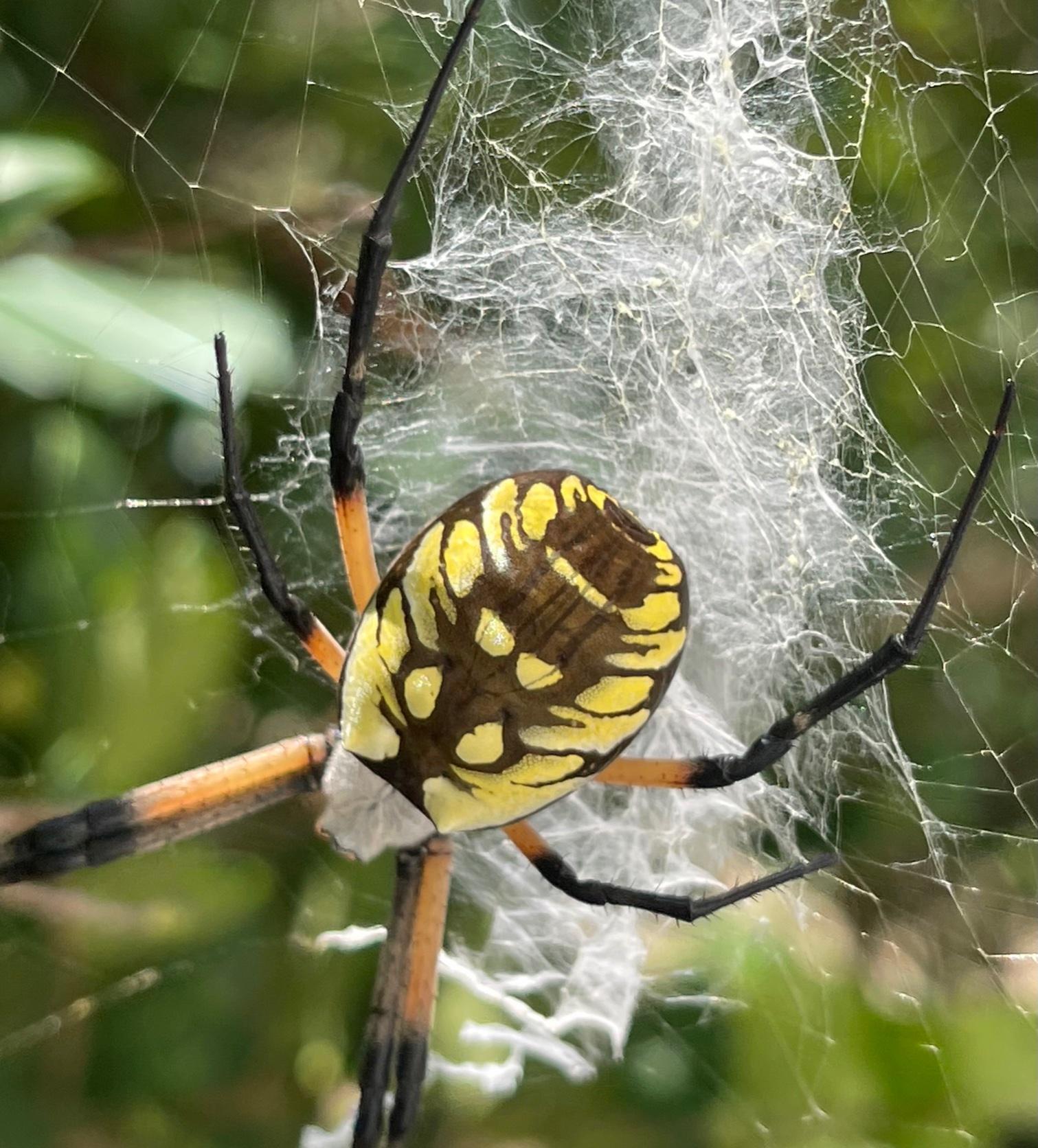 Yellow Writing Spider
