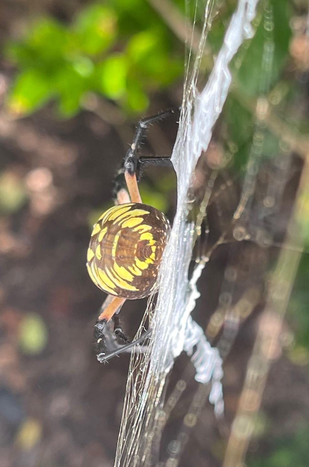 Yellow Writing Spider