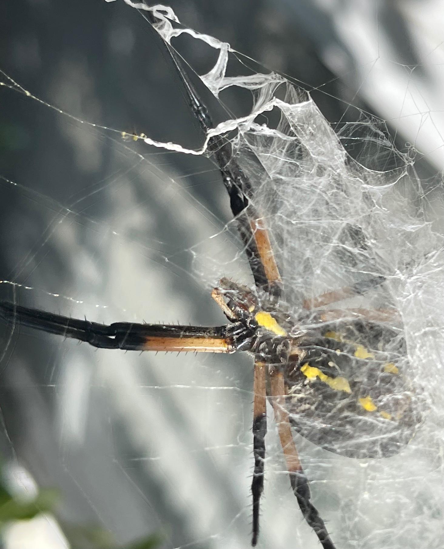 Yellow Writing Spider