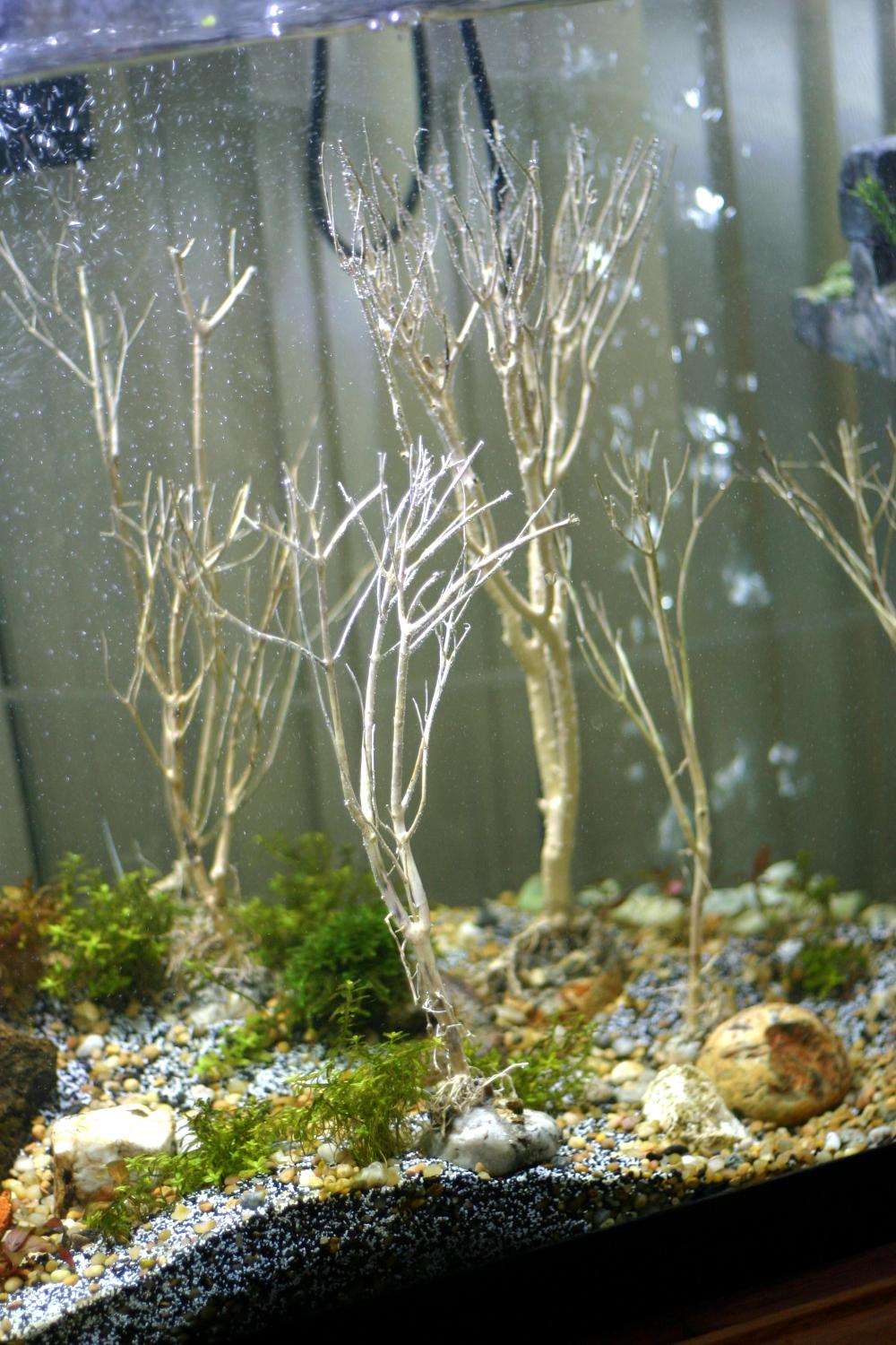 Aquarium, Foam, Loer, Ocean, Proxxon, Ruins, Sea, Sunken, Underwater
