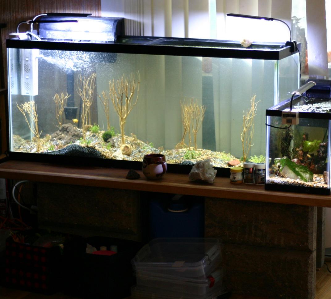 Aquarium, Foam, Loer, Ocean, Proxxon, Ruins, Sea, Sunken, Underwater