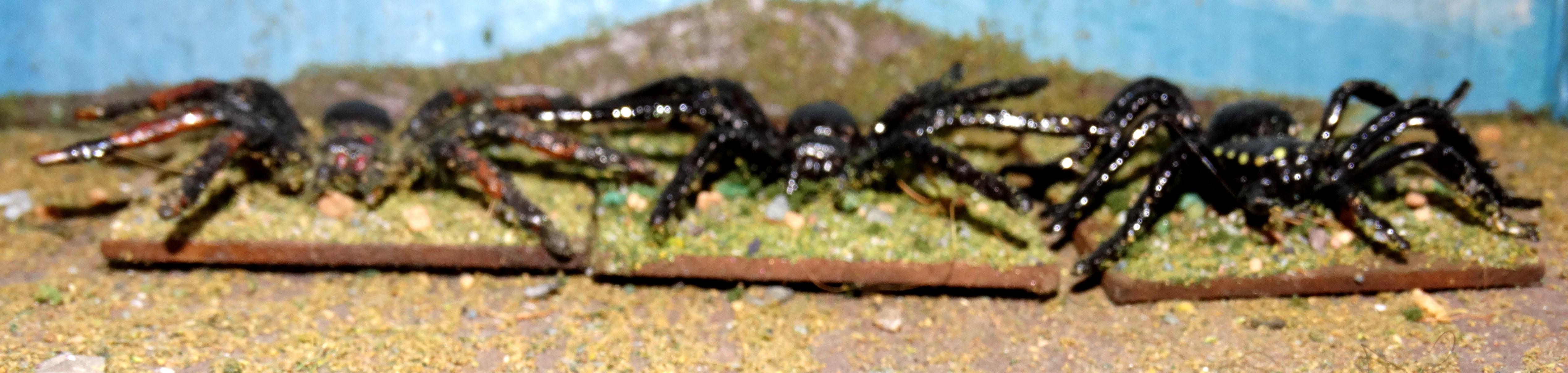 Spiders