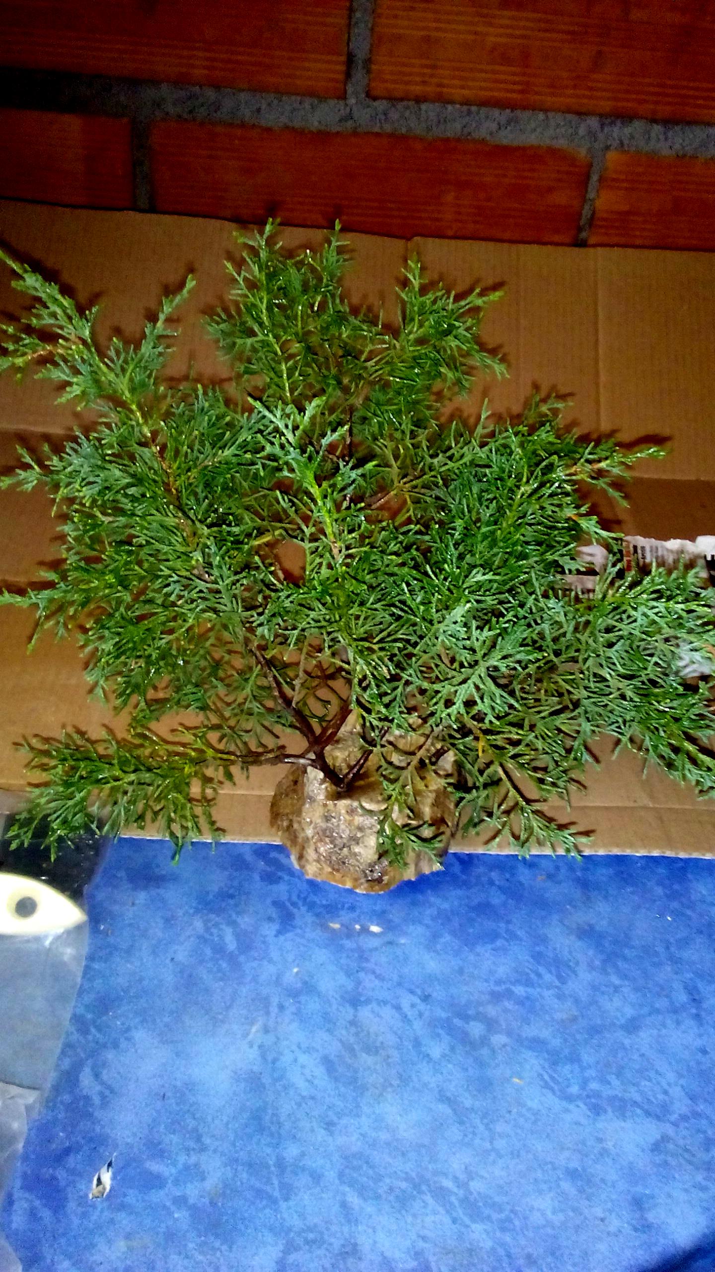 Greenscorpion, Workshop