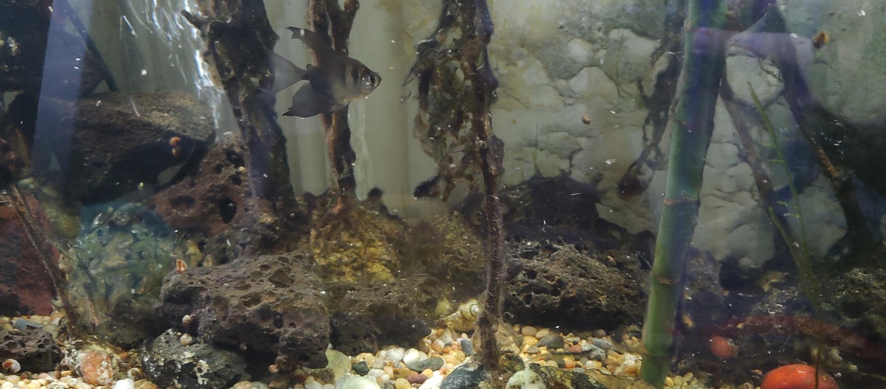 Aquarium, Terrain, Aquarium_85