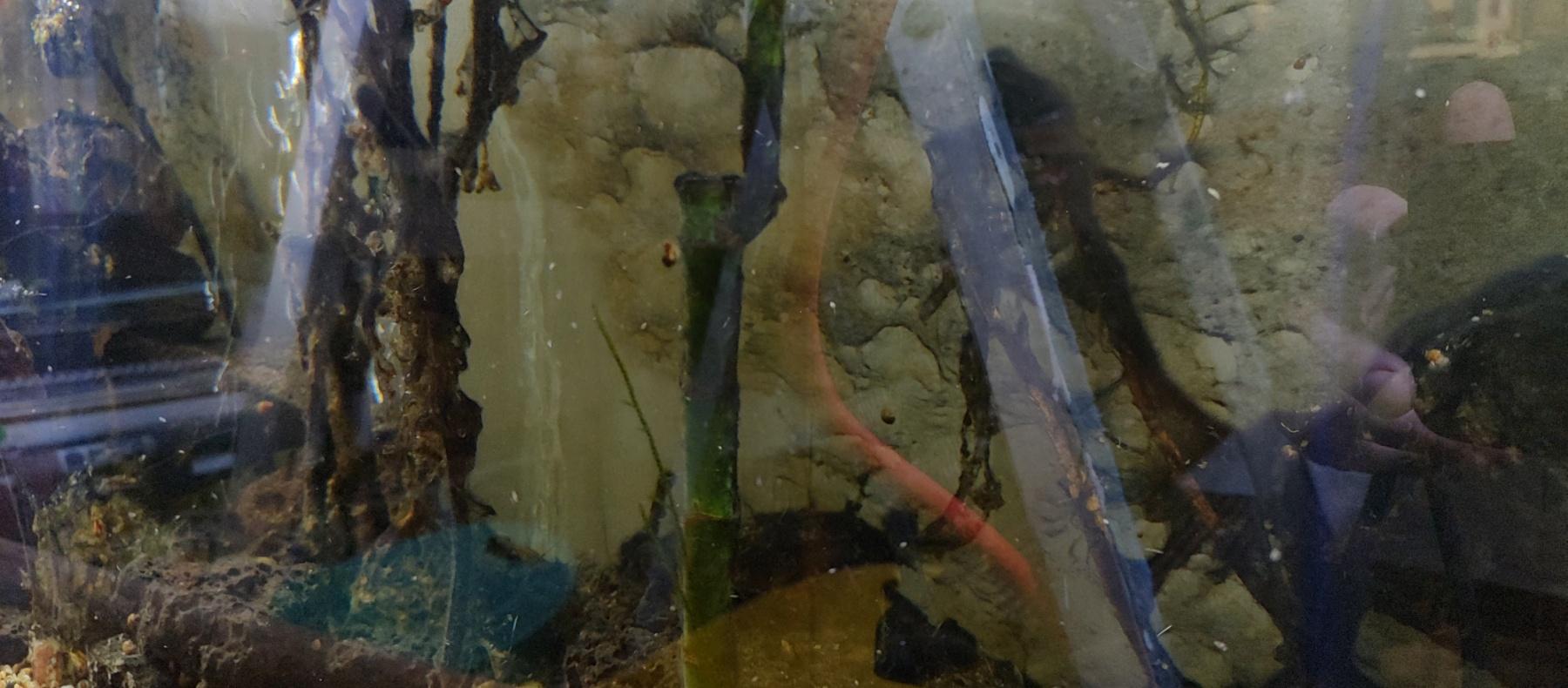 Aquarium, Terrain, Aquarium_86