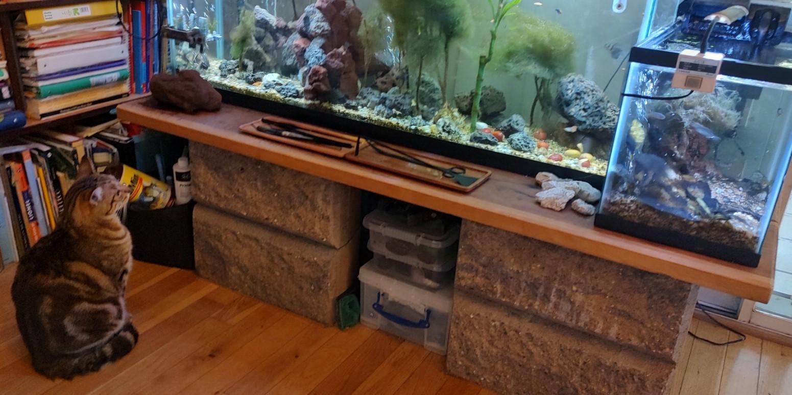 Aquarium, Terrain, Aquarium_88