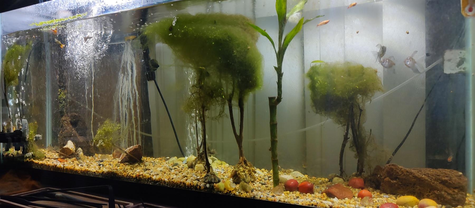 Aquarium, Terrain, Aquarium_89
