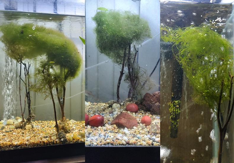 Aquarium, Terrain, Aquarium_90