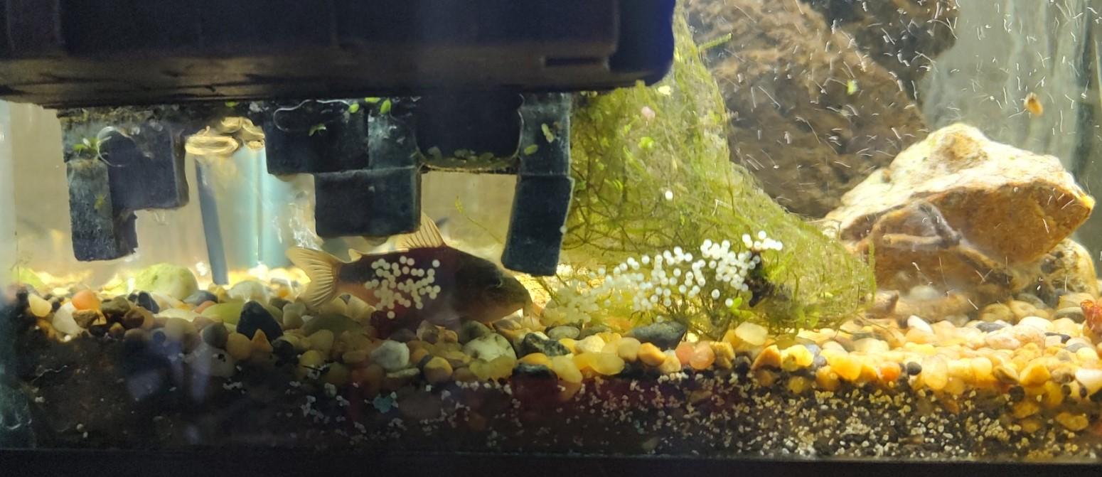 Aquarium, Terrain, Aquarium_91