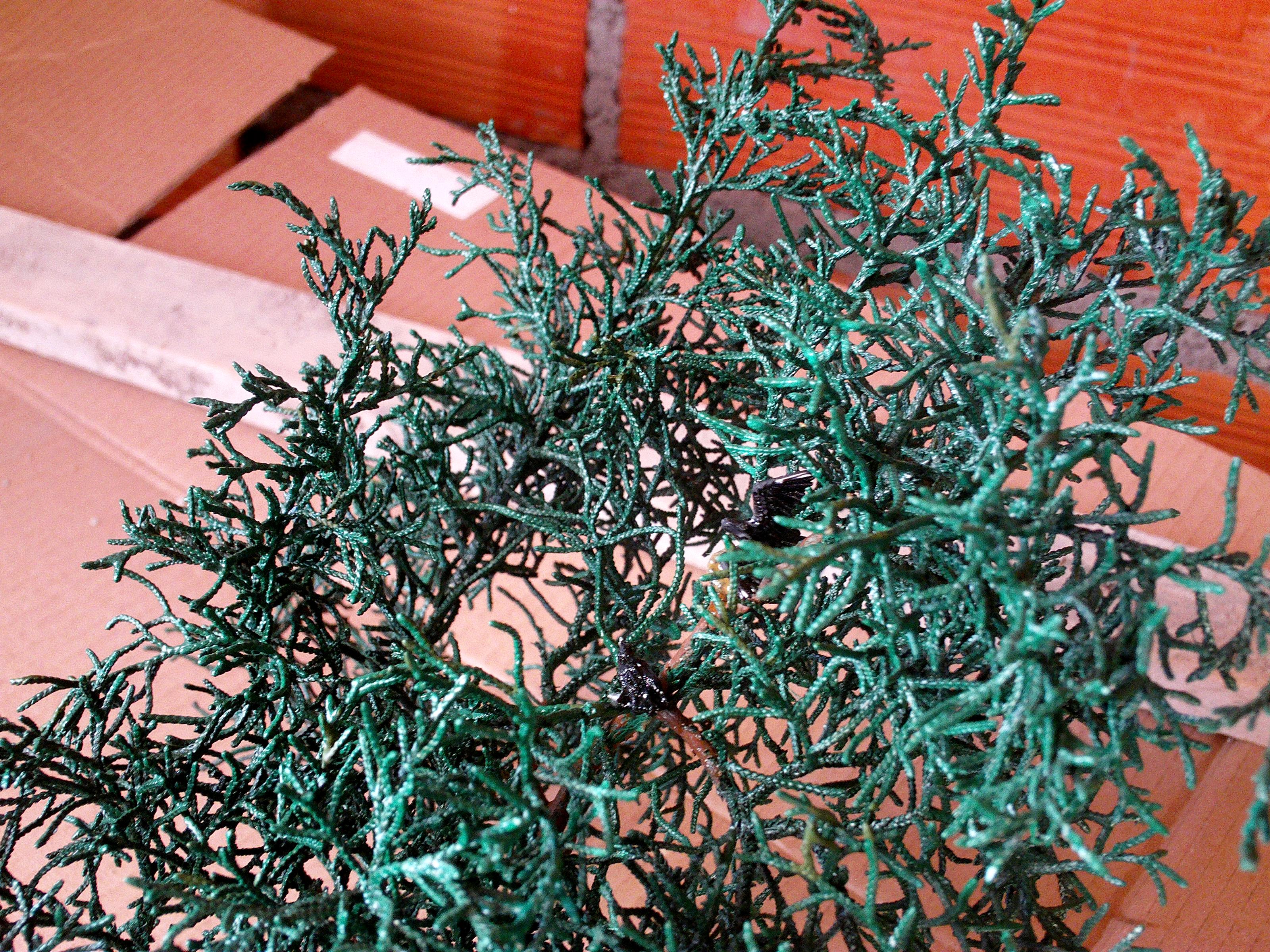 Greenscorpion, Workshop