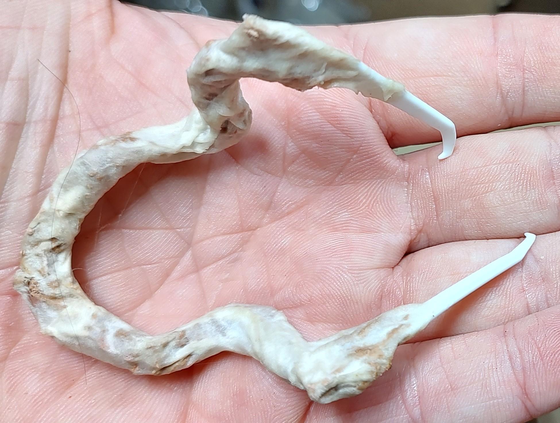 #bigbotbash3, Big Bot Bash, Bill Making Stuff, Fungus, Mushroom, Scratch Build